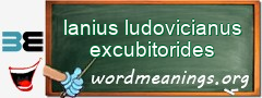 WordMeaning blackboard for lanius ludovicianus excubitorides